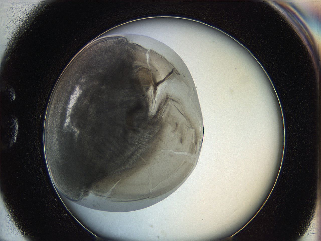 062a_G4_ImagerDefaults_3.jpg