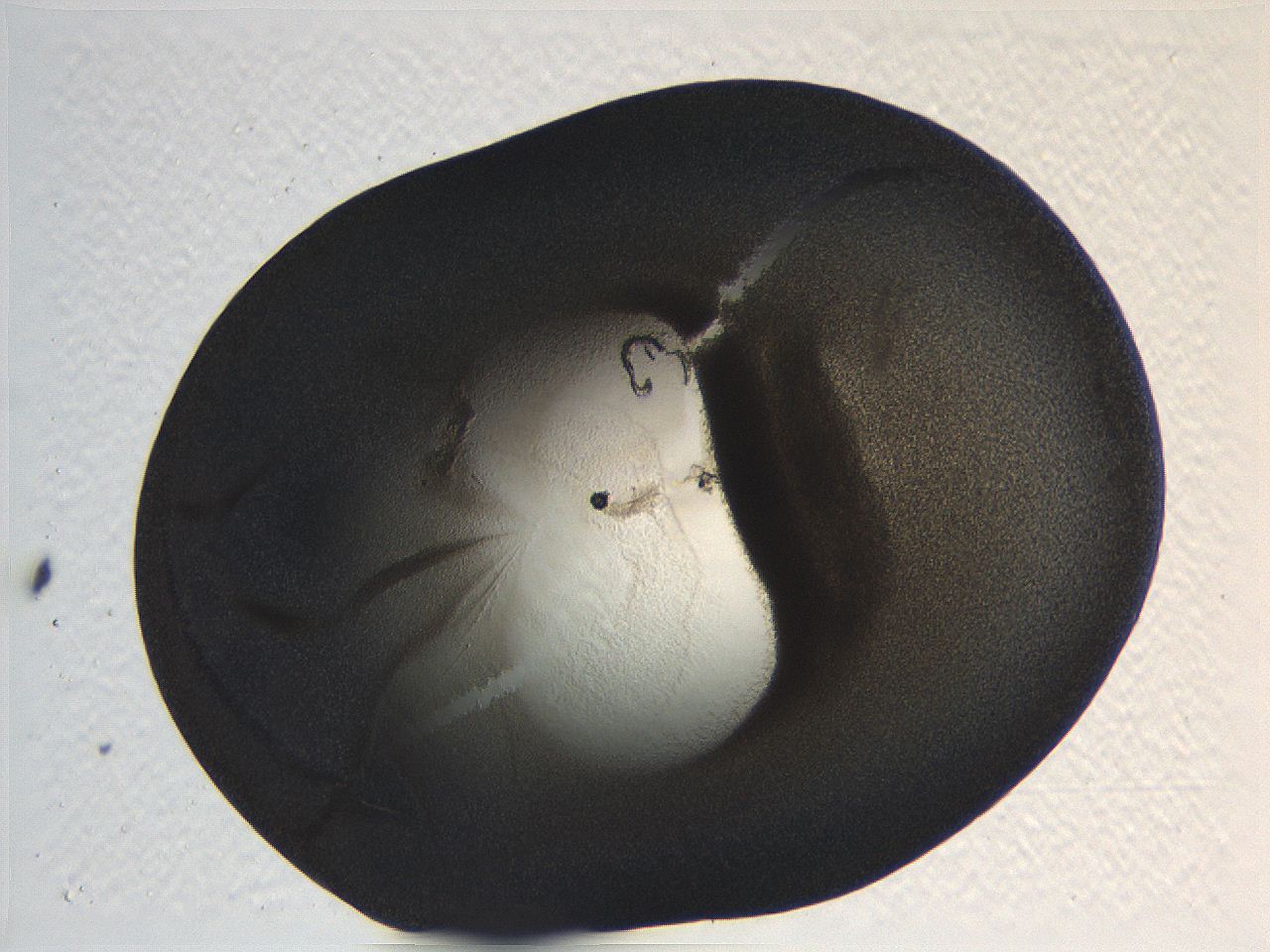 062i_C5_ImagerDefaults_3.jpg