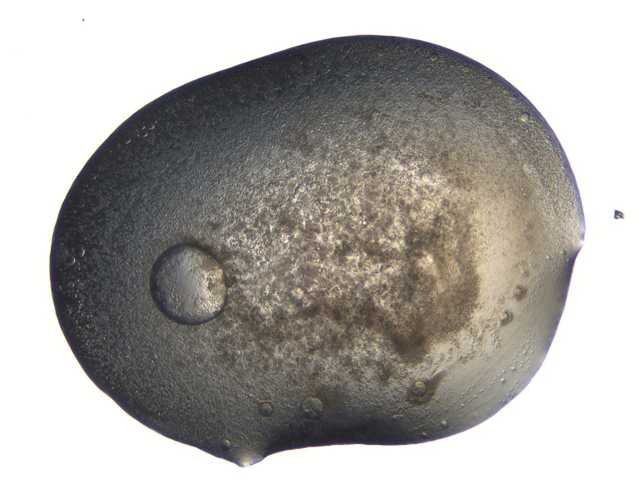 062k_D11_ImagerDefaults_3.jpg