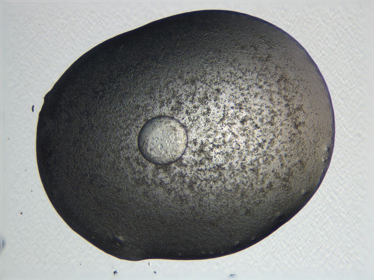 062k_D2_ImagerDefaults_3.jpg