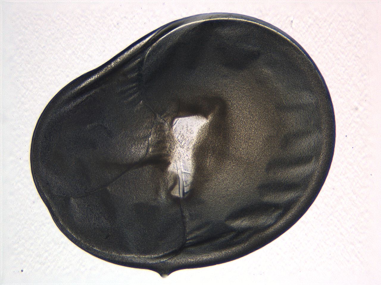 062v_D6_ImagerDefaults_3.jpg