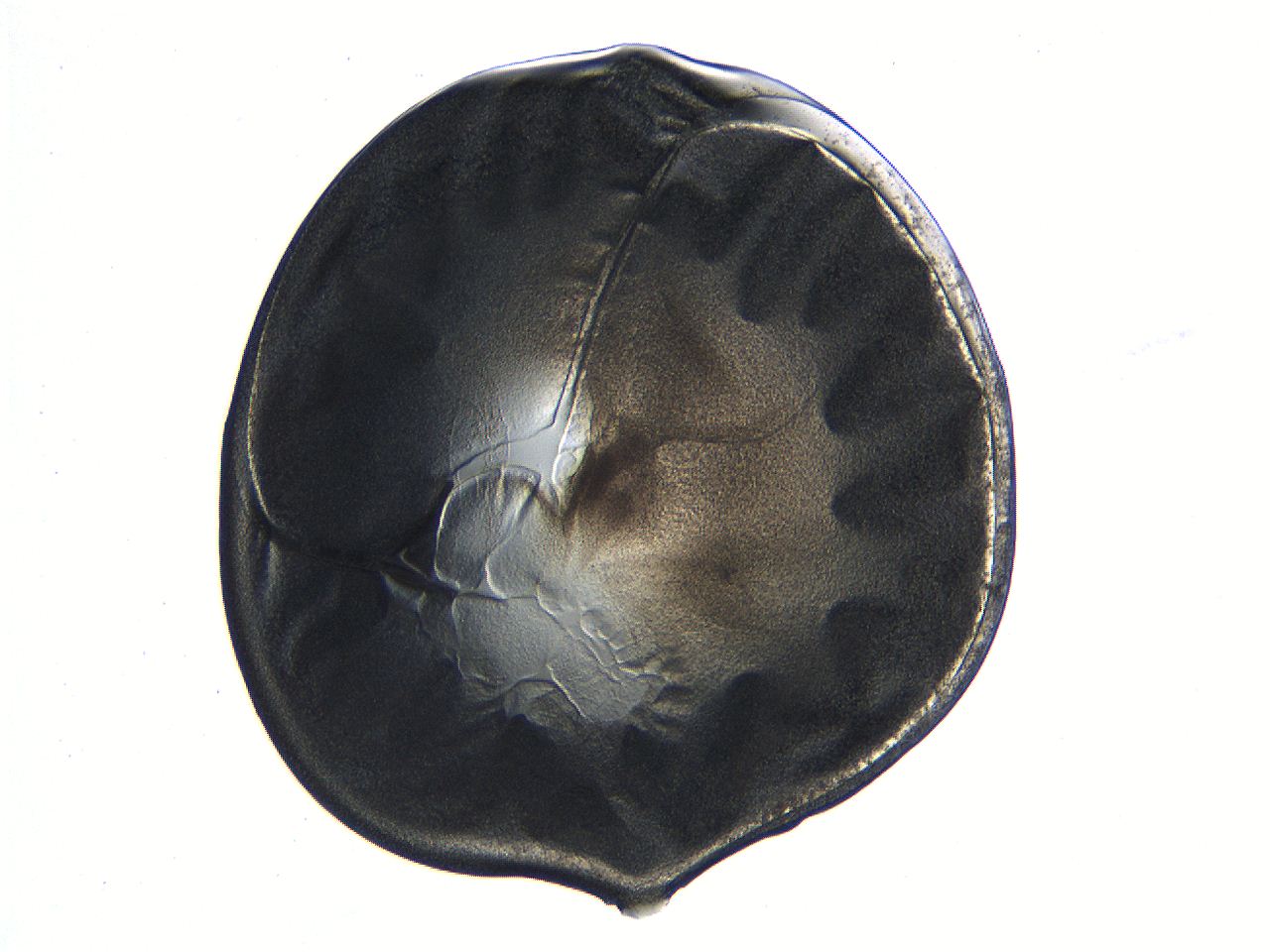 062v_D7_ImagerDefaults_3.jpg
