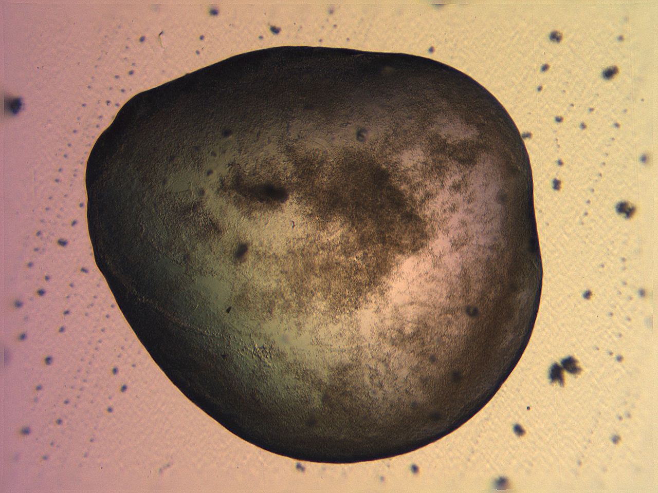 062v_D12_ImagerDefaults_3.jpg