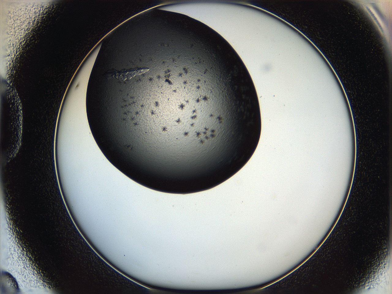 062w_D8_ImagerDefaults_9.jpg