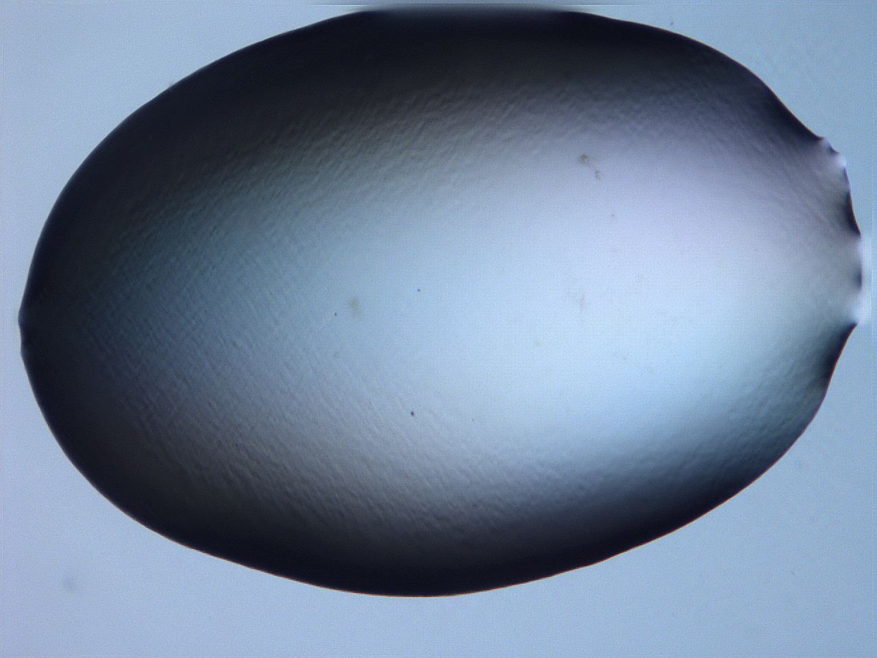 0631_C8_ImagerDefaults_0.jpg