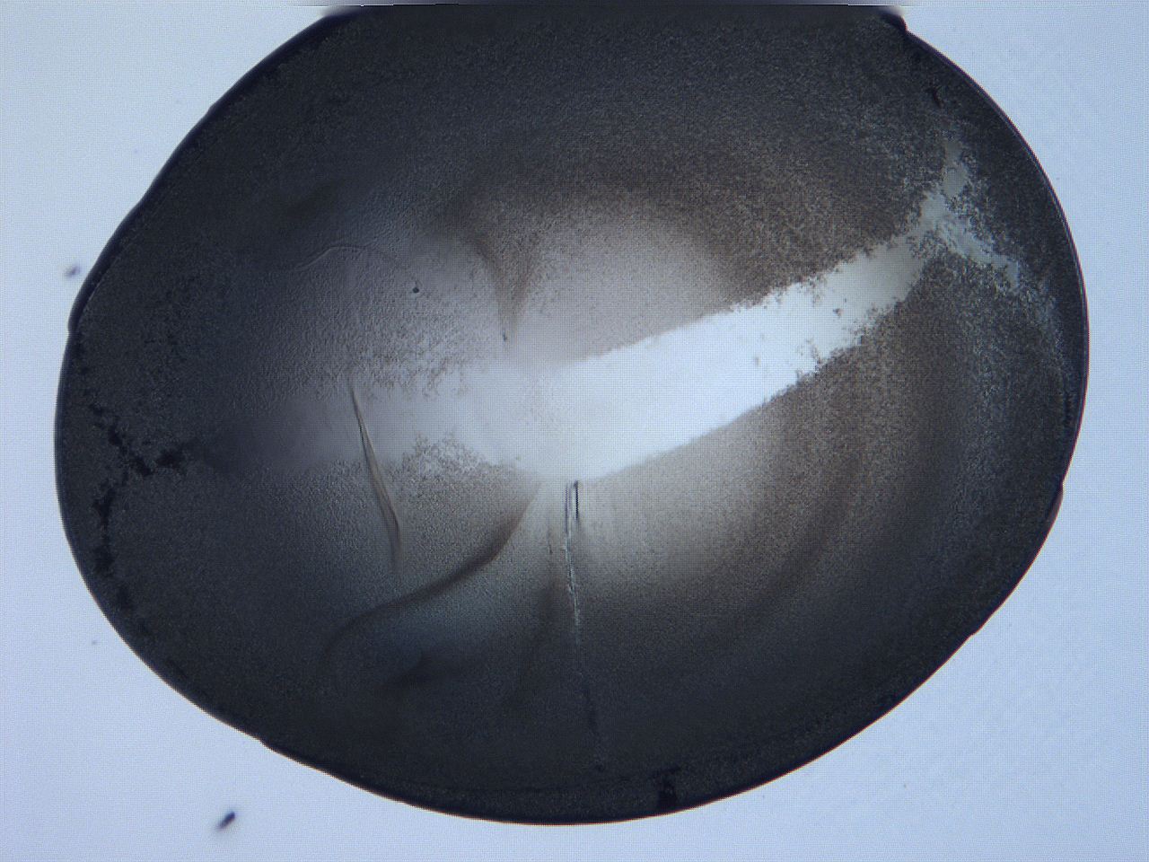 0631_D5_ImagerDefaults_3.jpg