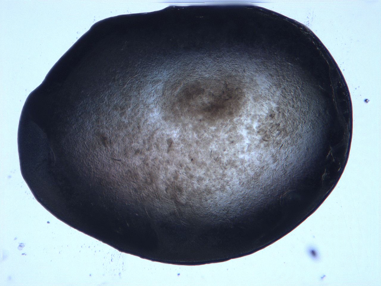 0632_D11_ImagerDefaults_3.jpg