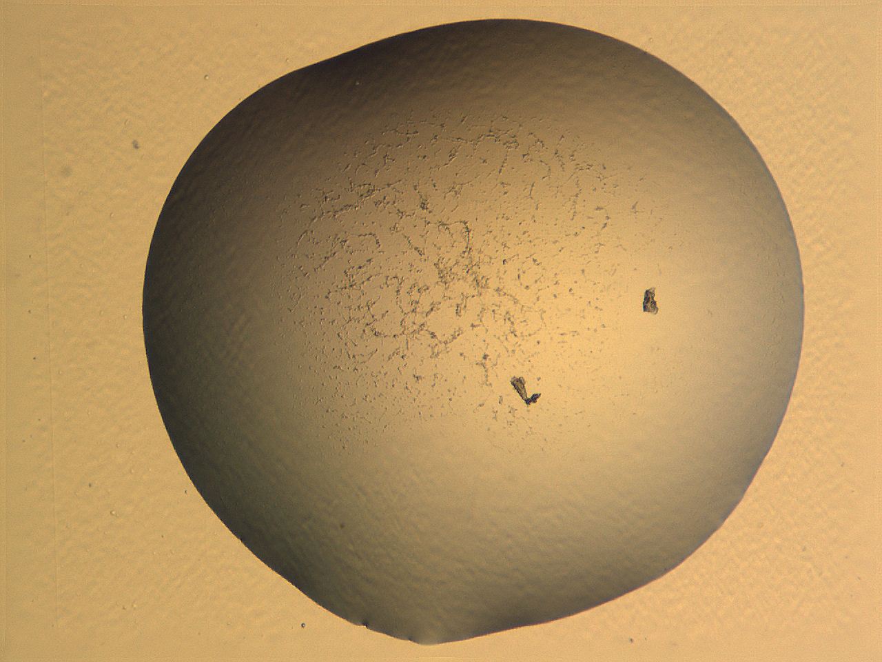0635_E1_ImagerDefaults_0.jpg