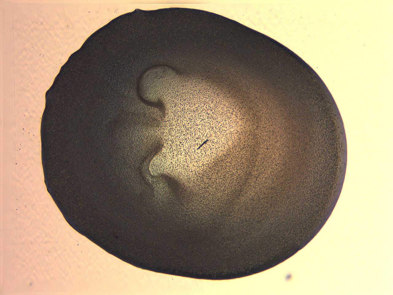 063k_D12_ImagerDefaults_3.jpg