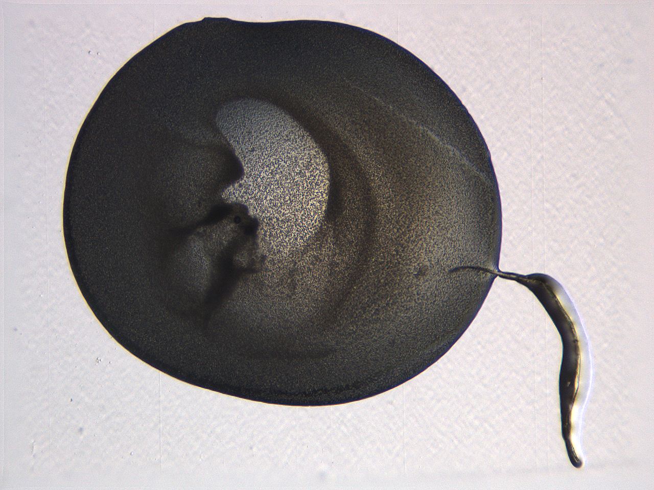 063k_D11_ImagerDefaults_3.jpg