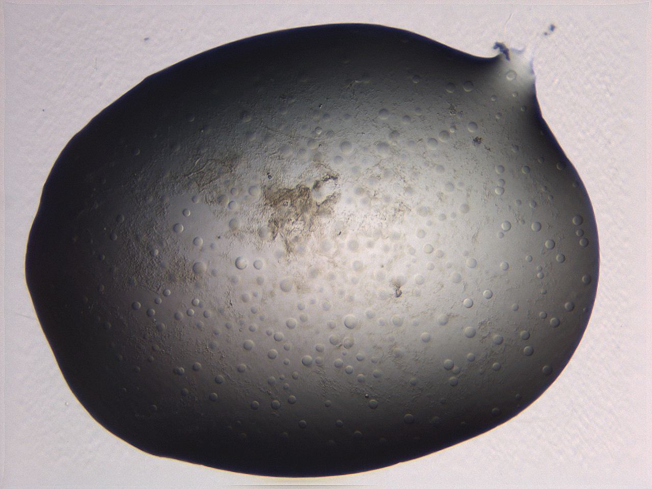 063r_D11_ImagerDefaults_5.jpg