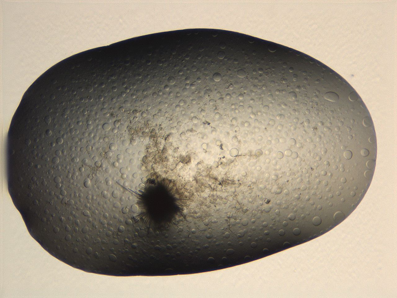 063r_D4_ImagerDefaults_5.jpg
