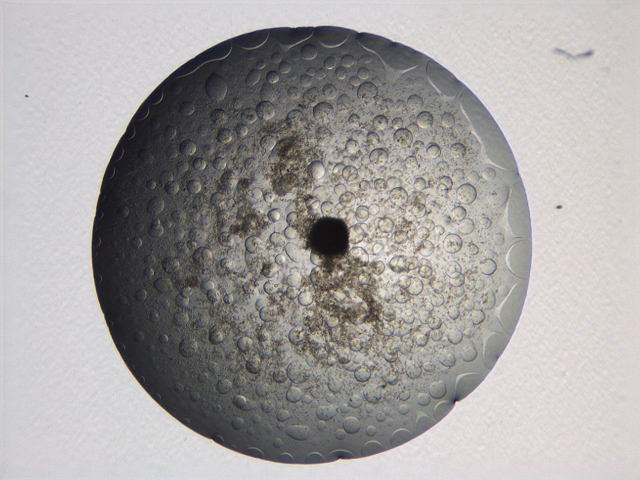 063r_G5_ImagerDefaults_3.jpg