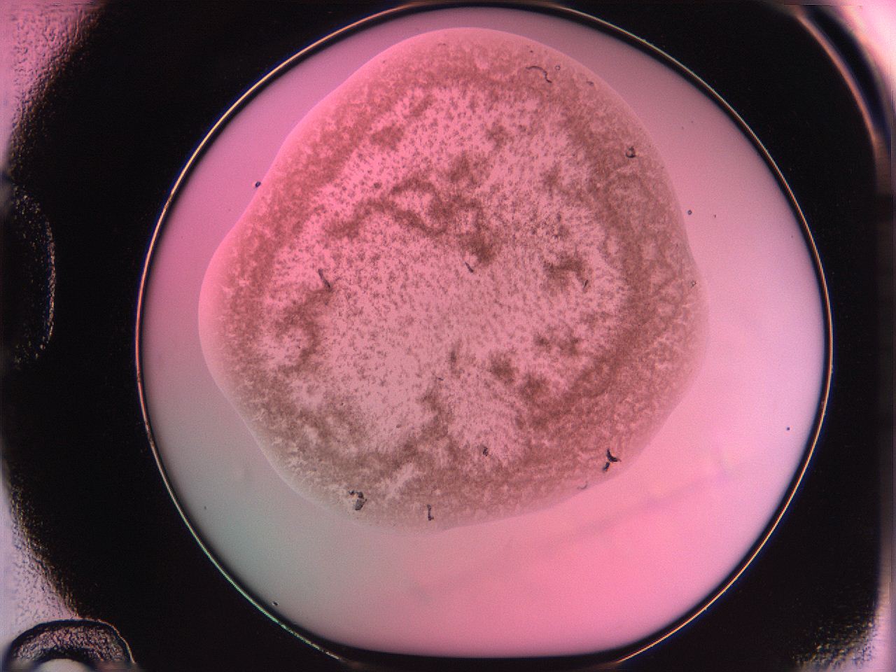 063z_D12_ImagerDefaults_3.jpg
