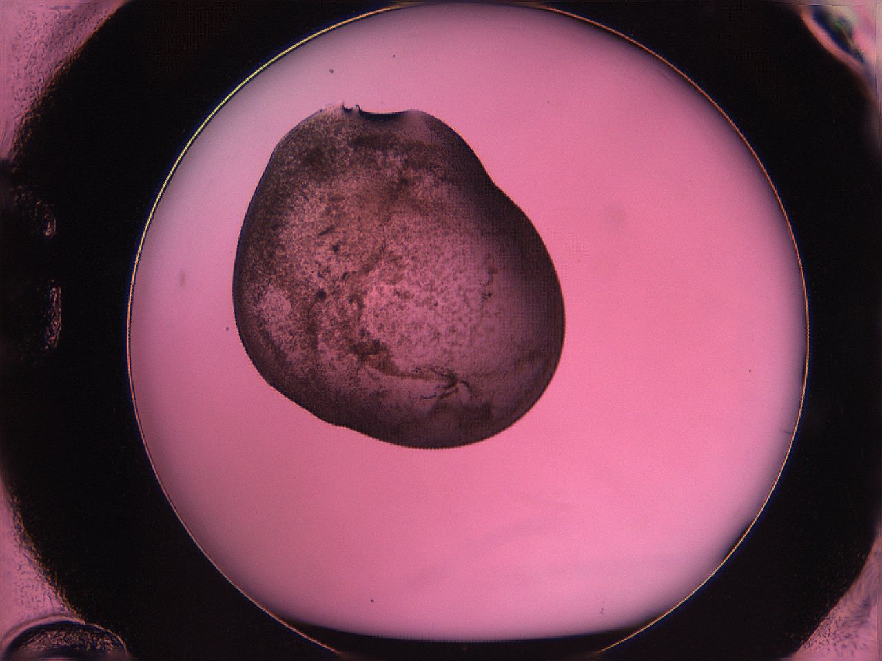 063z_G12_ImagerDefaults_3.jpg