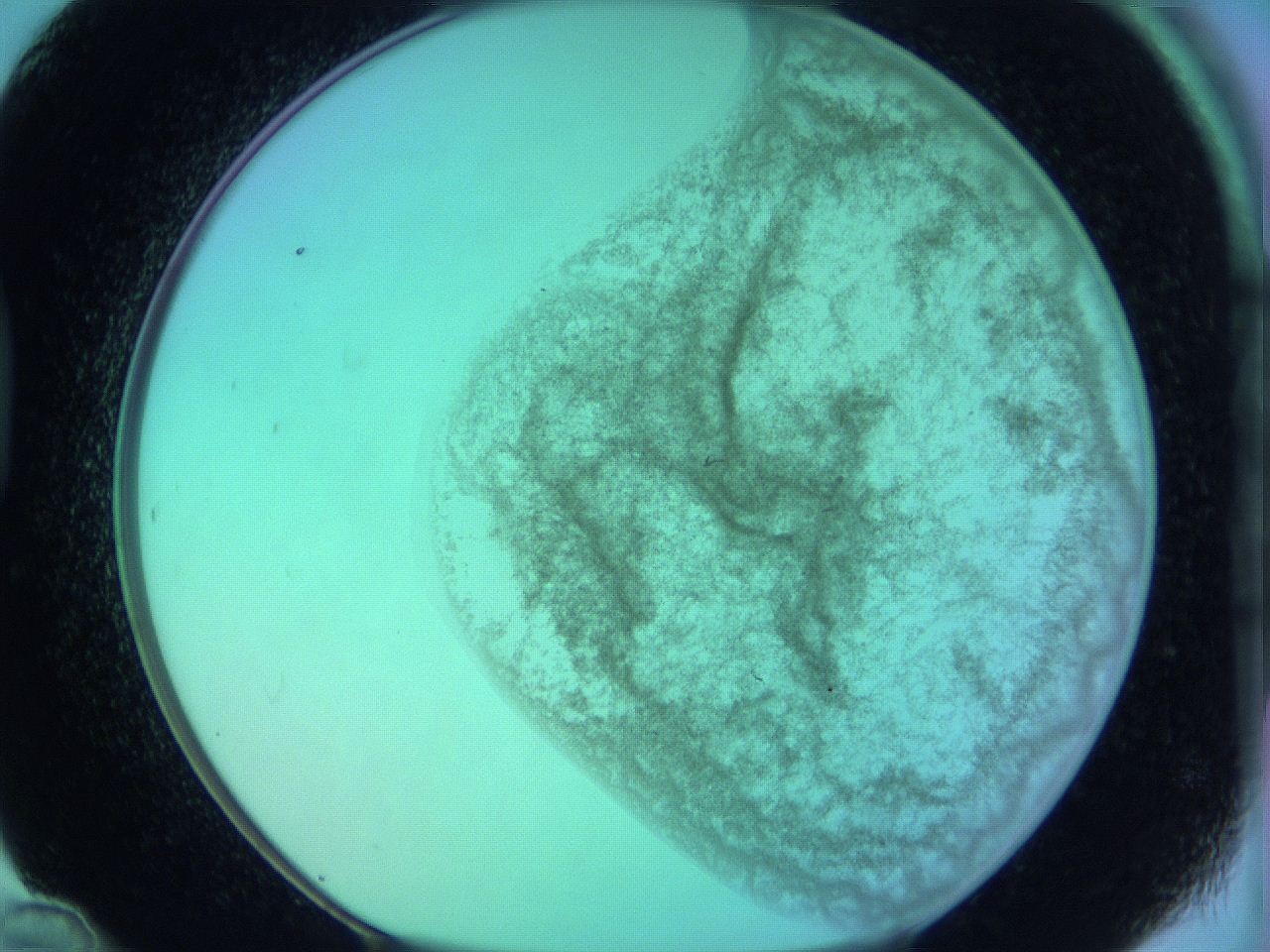 066x_D12_ImagerDefaults_3.jpg