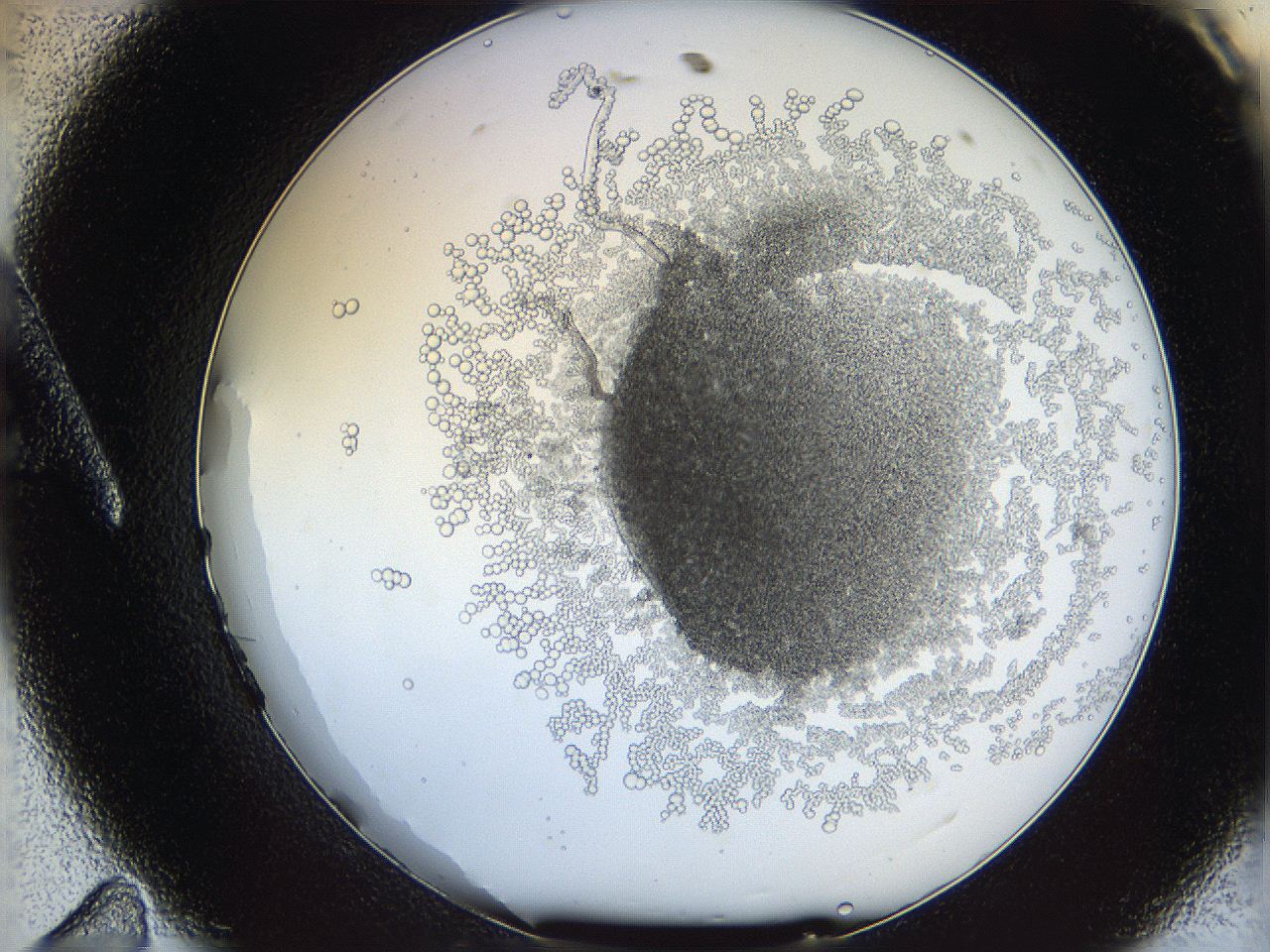 068d_A11_ImagerDefaults_5.jpg