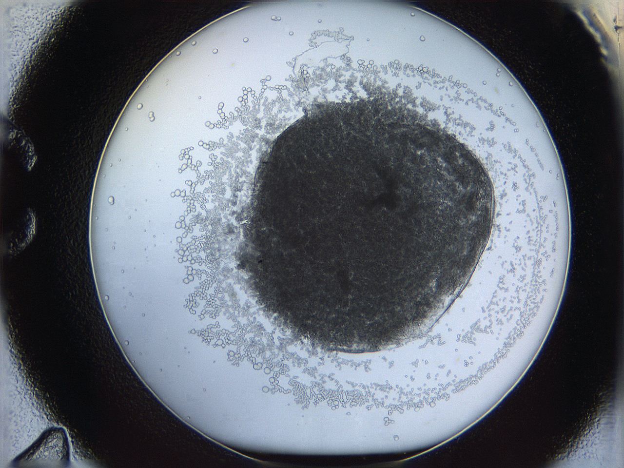 068d_C11_ImagerDefaults_3.jpg