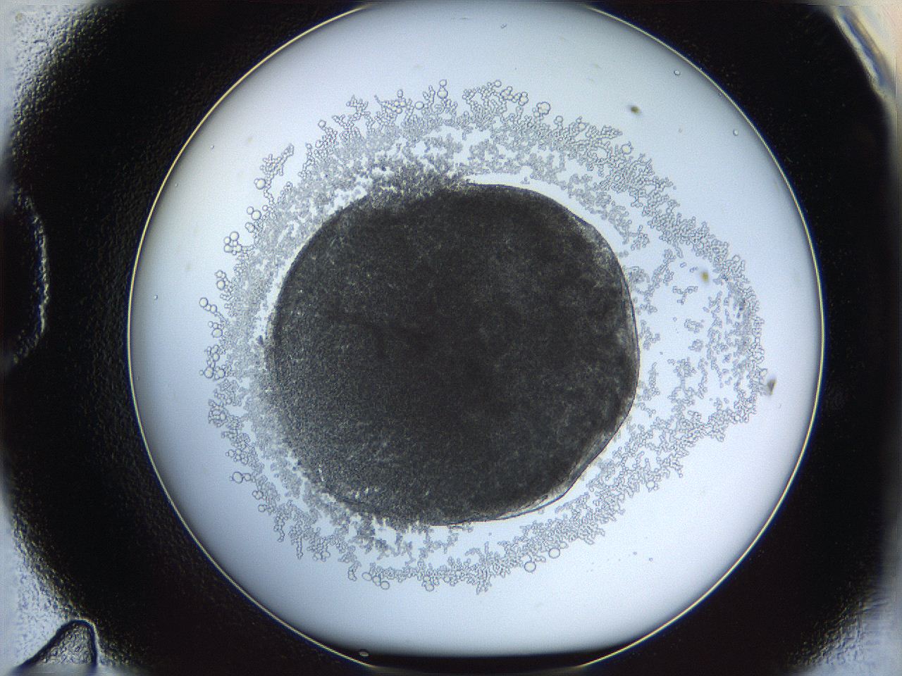 068d_D11_ImagerDefaults_3.jpg