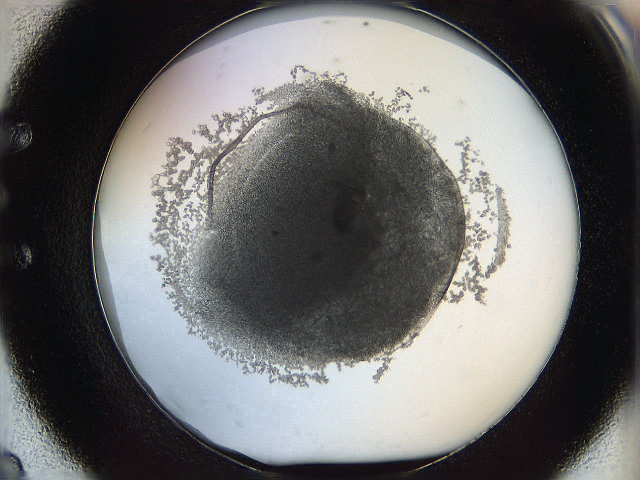 068d_E8_ImagerDefaults_4.jpg