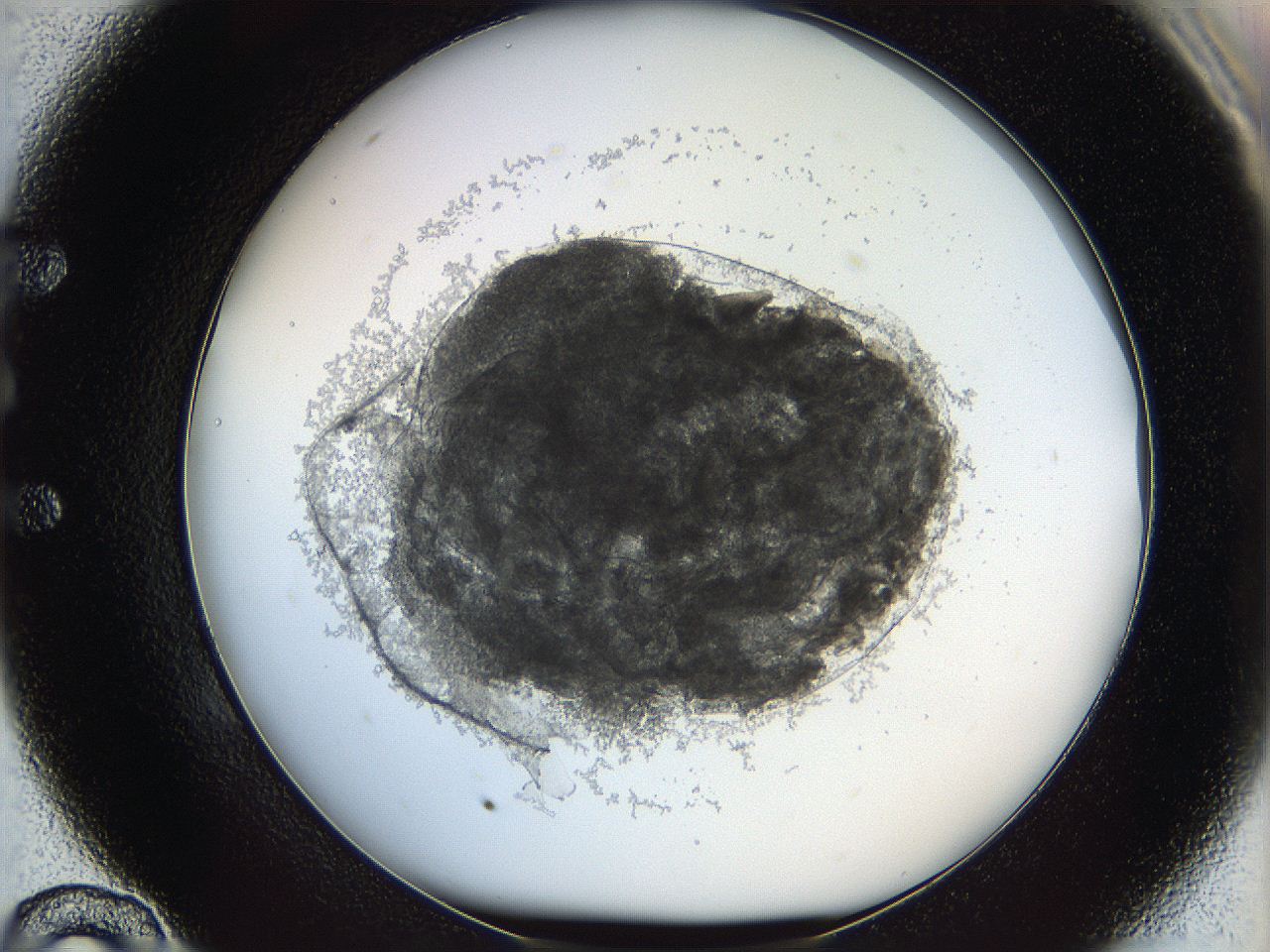 068d_E10_ImagerDefaults_3.jpg