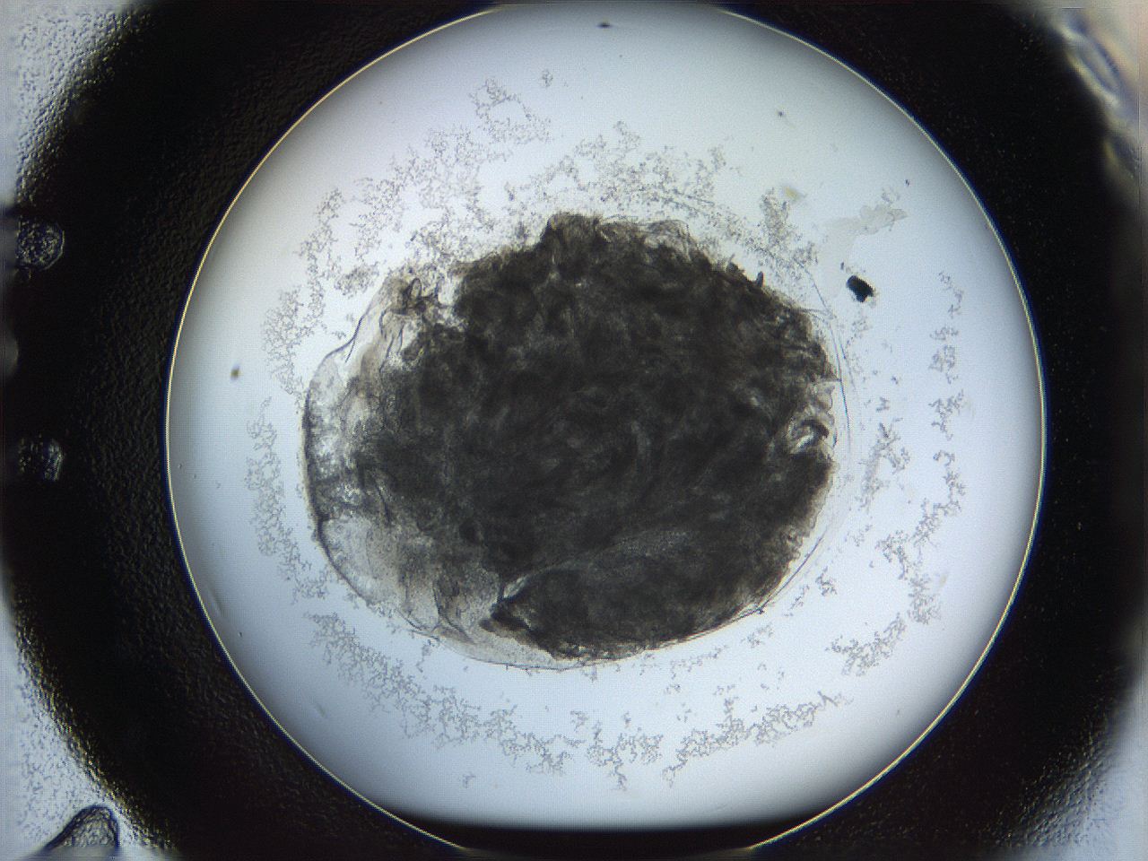 068d_E11_ImagerDefaults_3.jpg