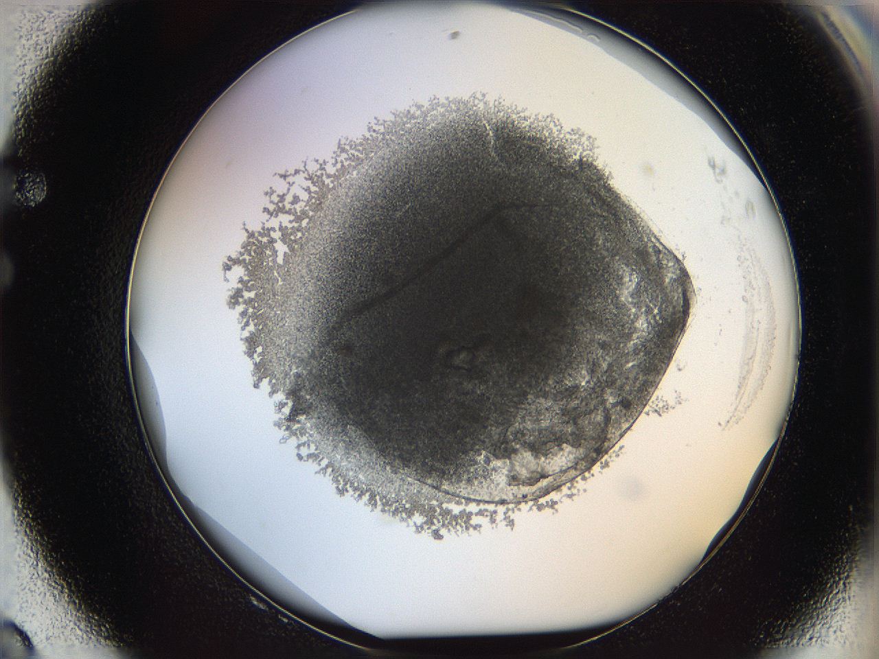068d_F8_ImagerDefaults_3.jpg