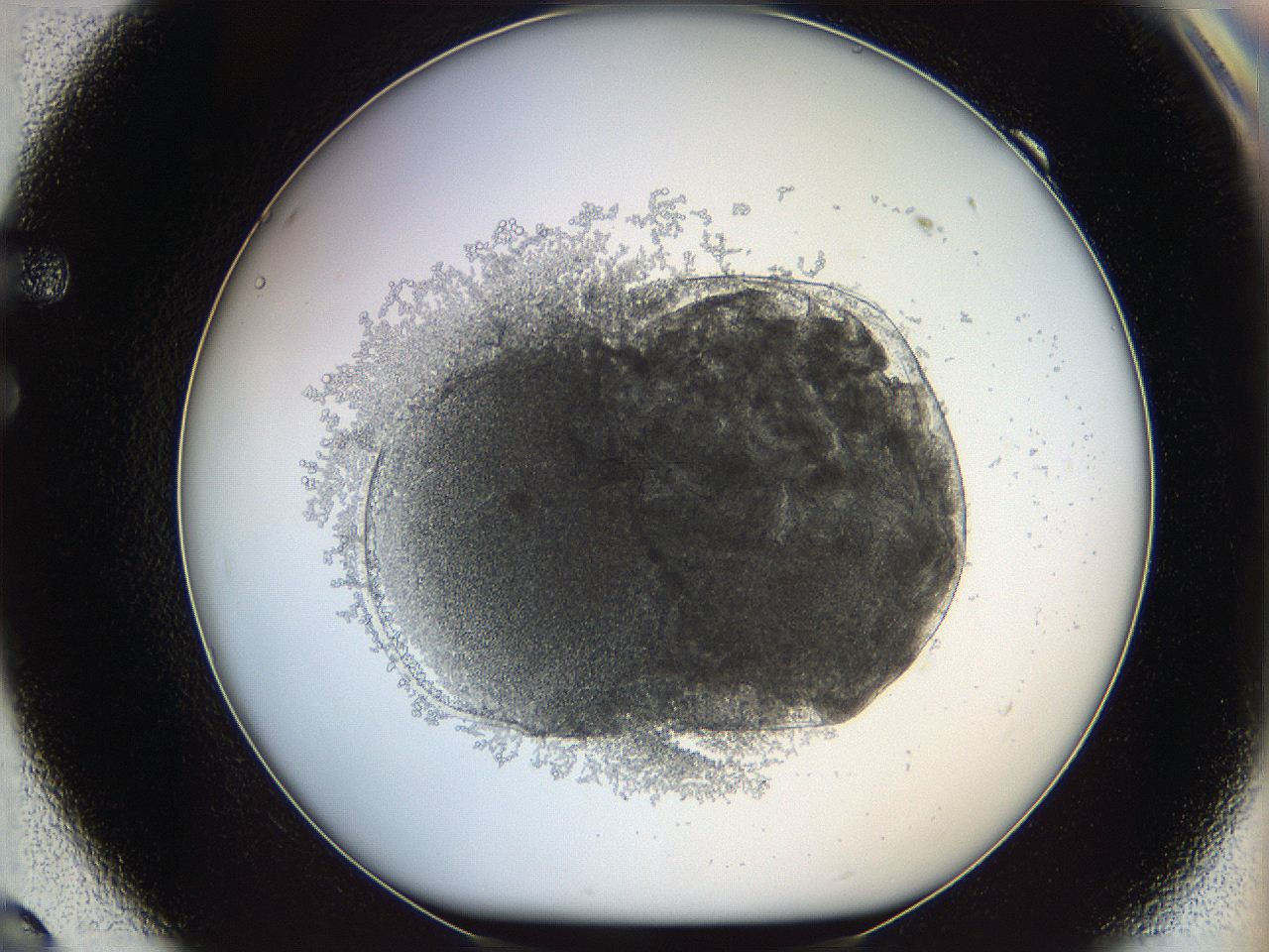068d_F9_ImagerDefaults_3.jpg
