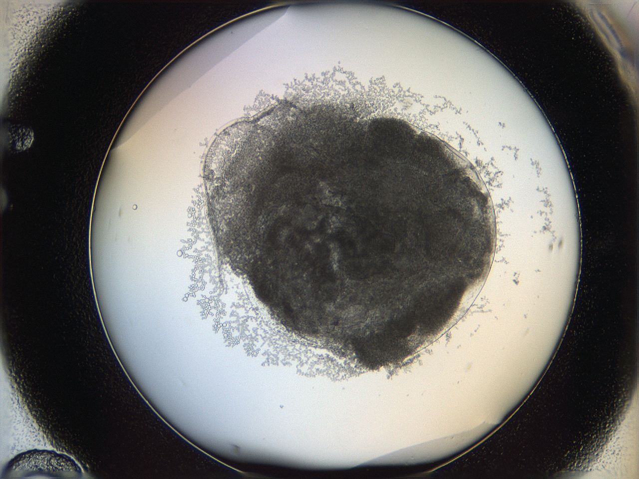 068d_F10_ImagerDefaults_3.jpg