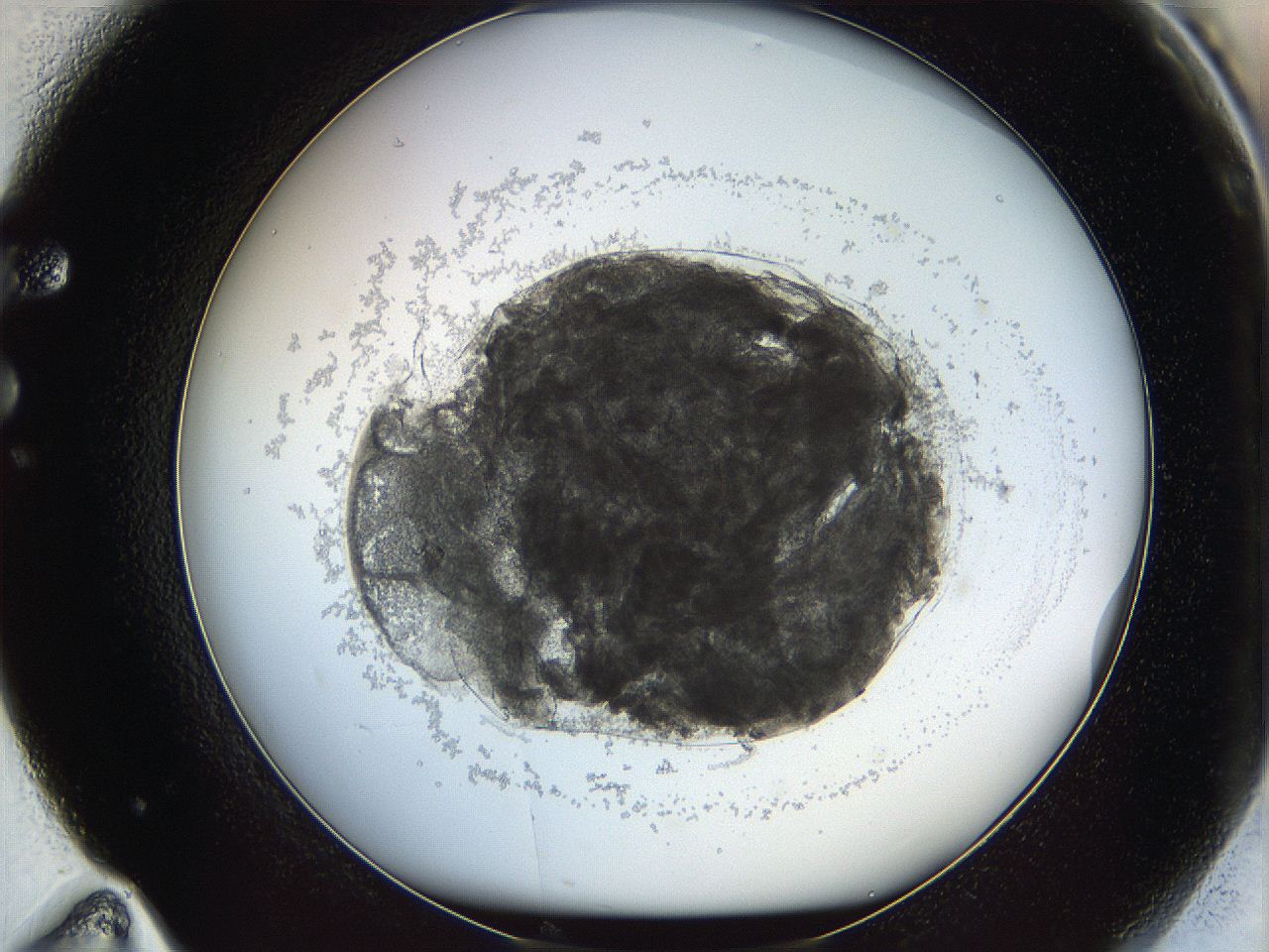 068d_F11_ImagerDefaults_3.jpg