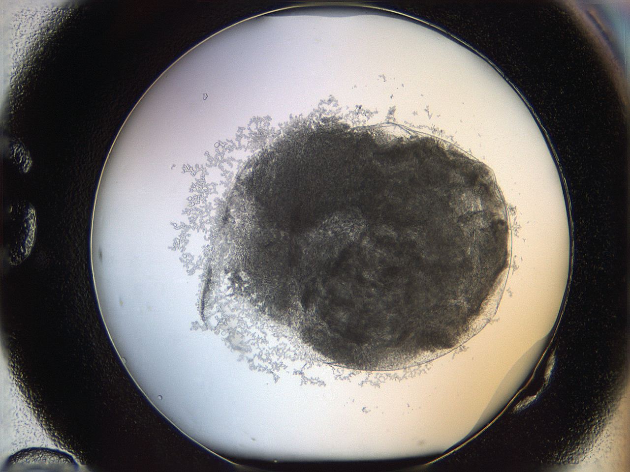 068d_G10_ImagerDefaults_3.jpg