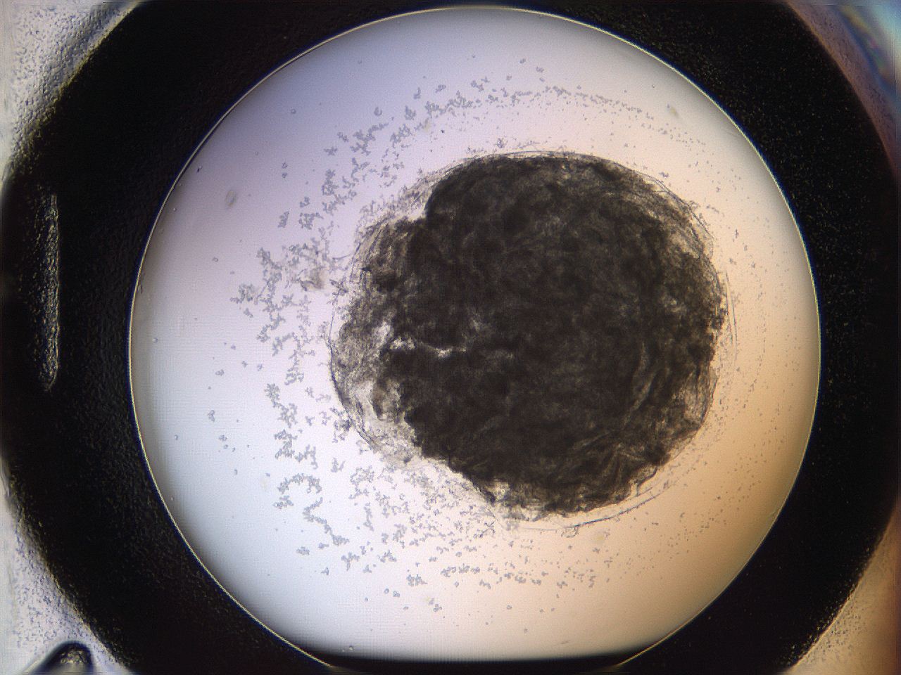 068d_H11_ImagerDefaults_3.jpg