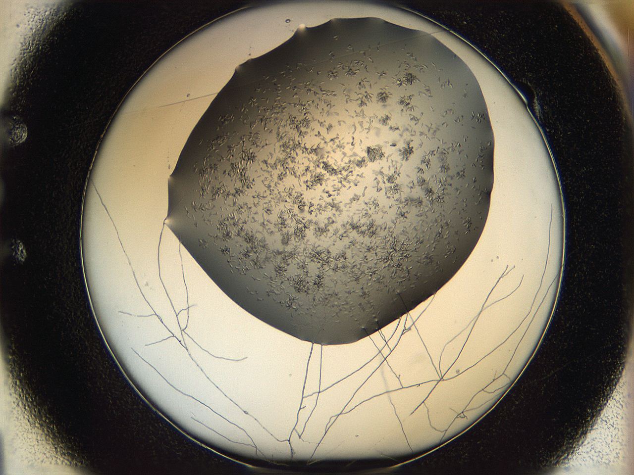 0694_E1_ImagerDefaults_6.jpg