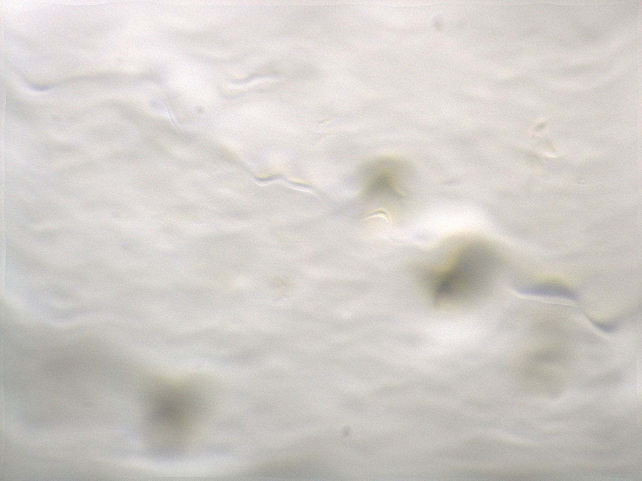 069u_C4_ImagerDefaults_m.jpg
