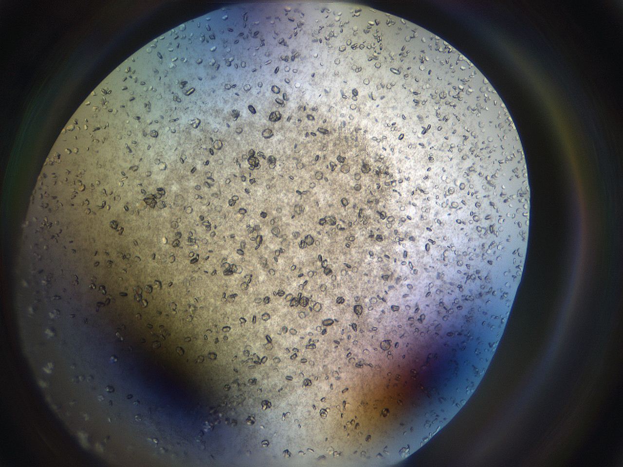 069w_D6_ImagerDefaults_9.jpg