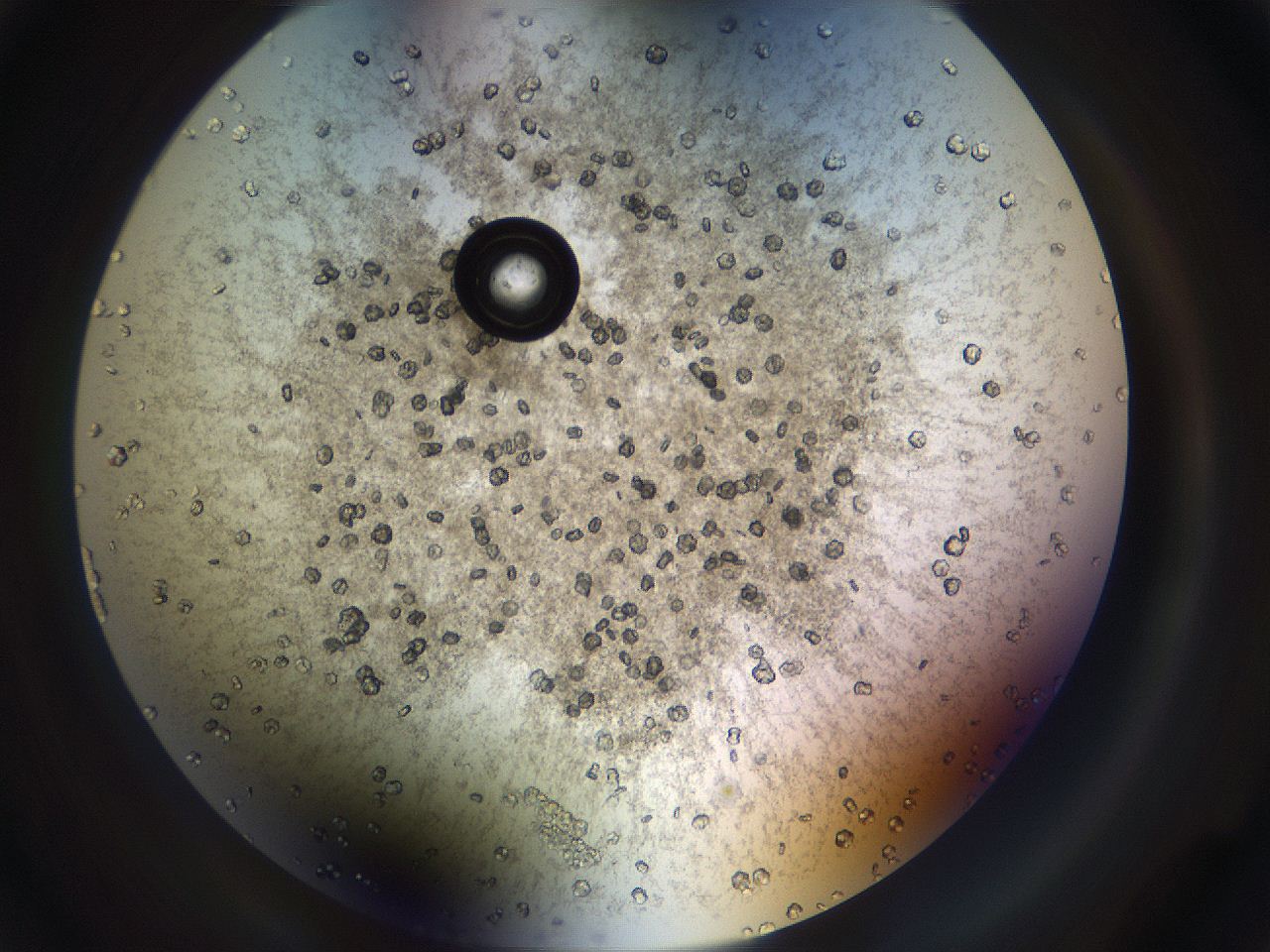 069w_C5_ImagerDefaults_9.jpg