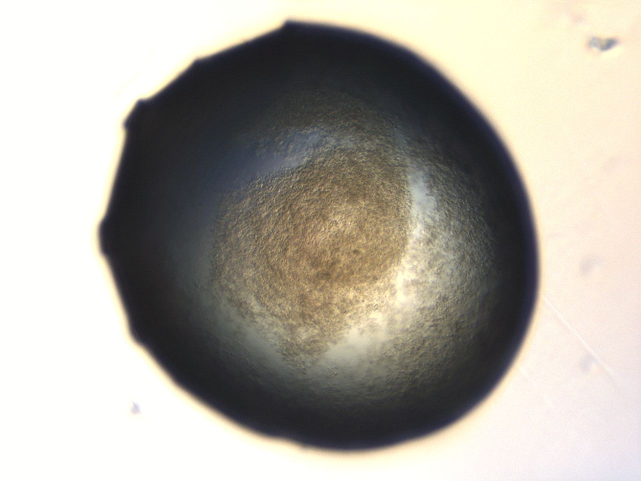 06aq_A5_ImagerDefaults_3.jpg