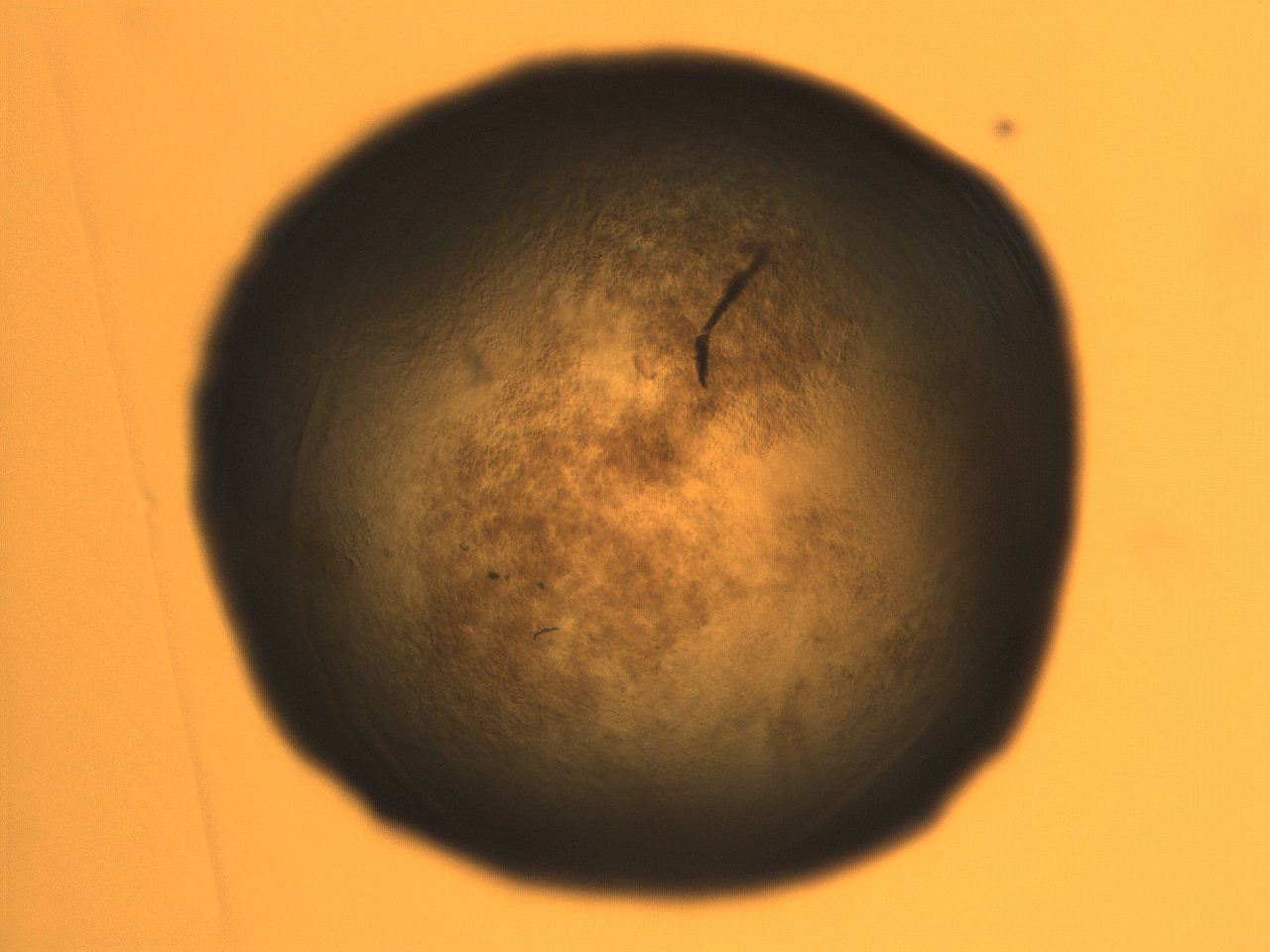 06aq_A11_ImagerDefaults_3.jpg