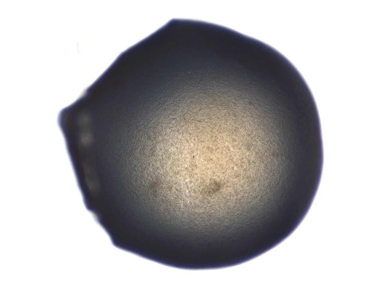 06aq_C5_ImagerDefaults_3.jpg