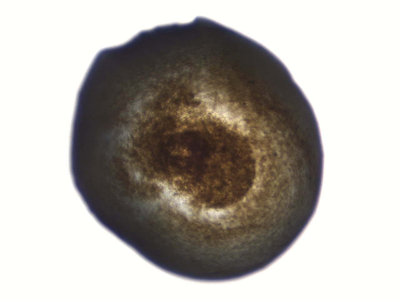 06aq_C8_ImagerDefaults_3.jpg