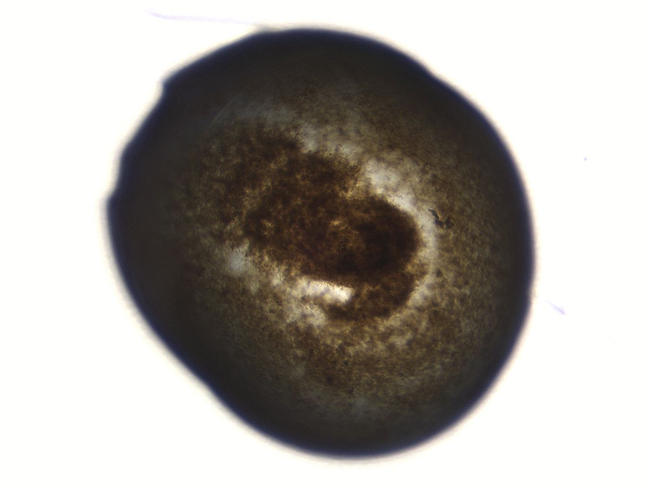 06aq_C9_ImagerDefaults_3.jpg
