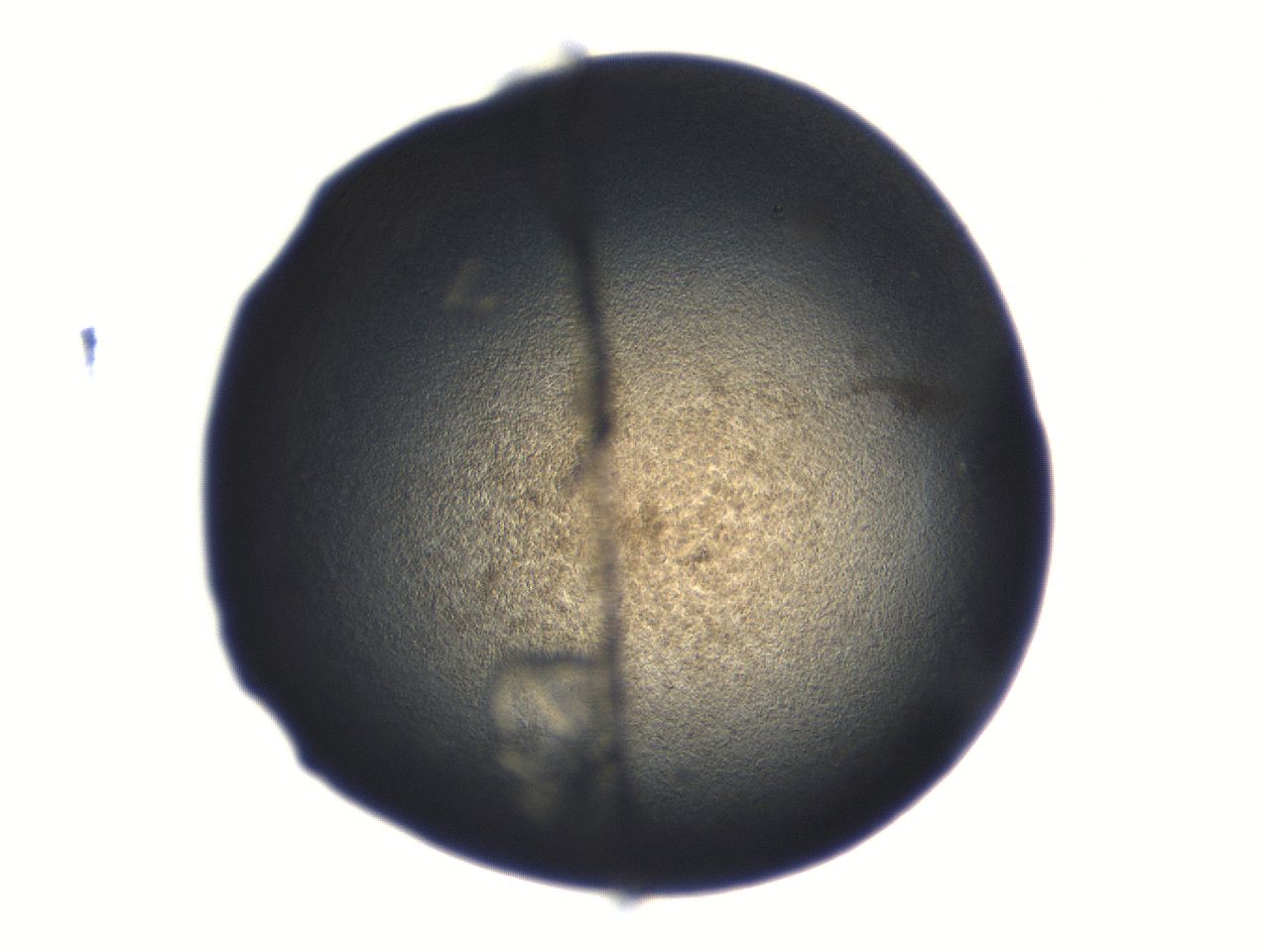 06aq_D5_ImagerDefaults_3.jpg