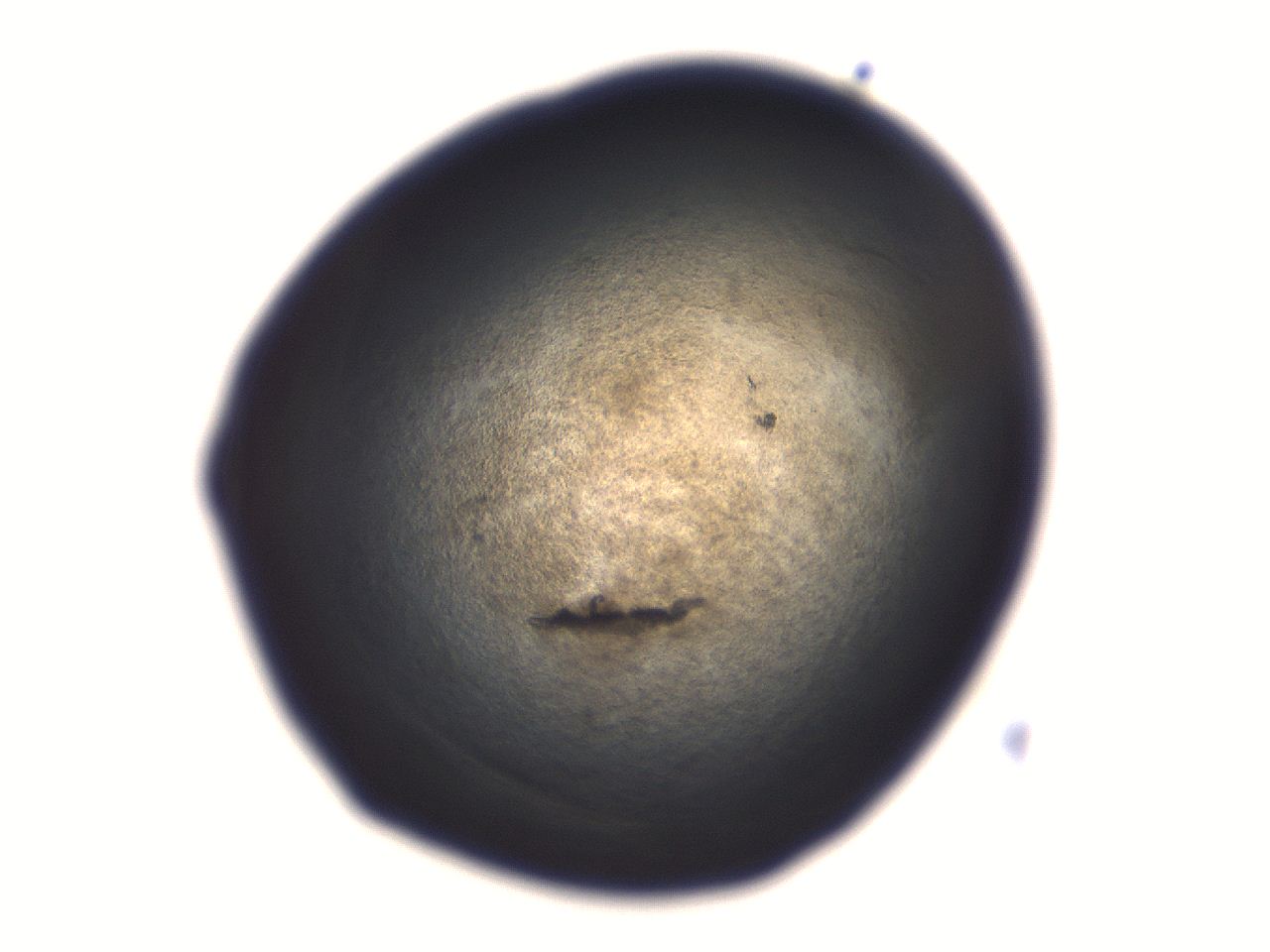 06aq_D11_ImagerDefaults_3.jpg
