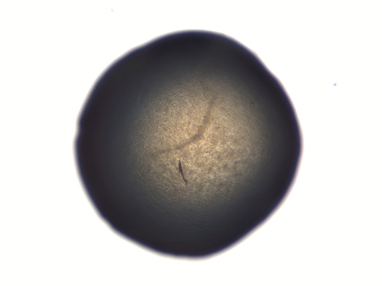 06aq_D12_ImagerDefaults_3.jpg