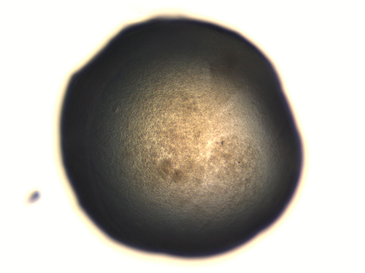 06aq_G10_ImagerDefaults_3.jpg