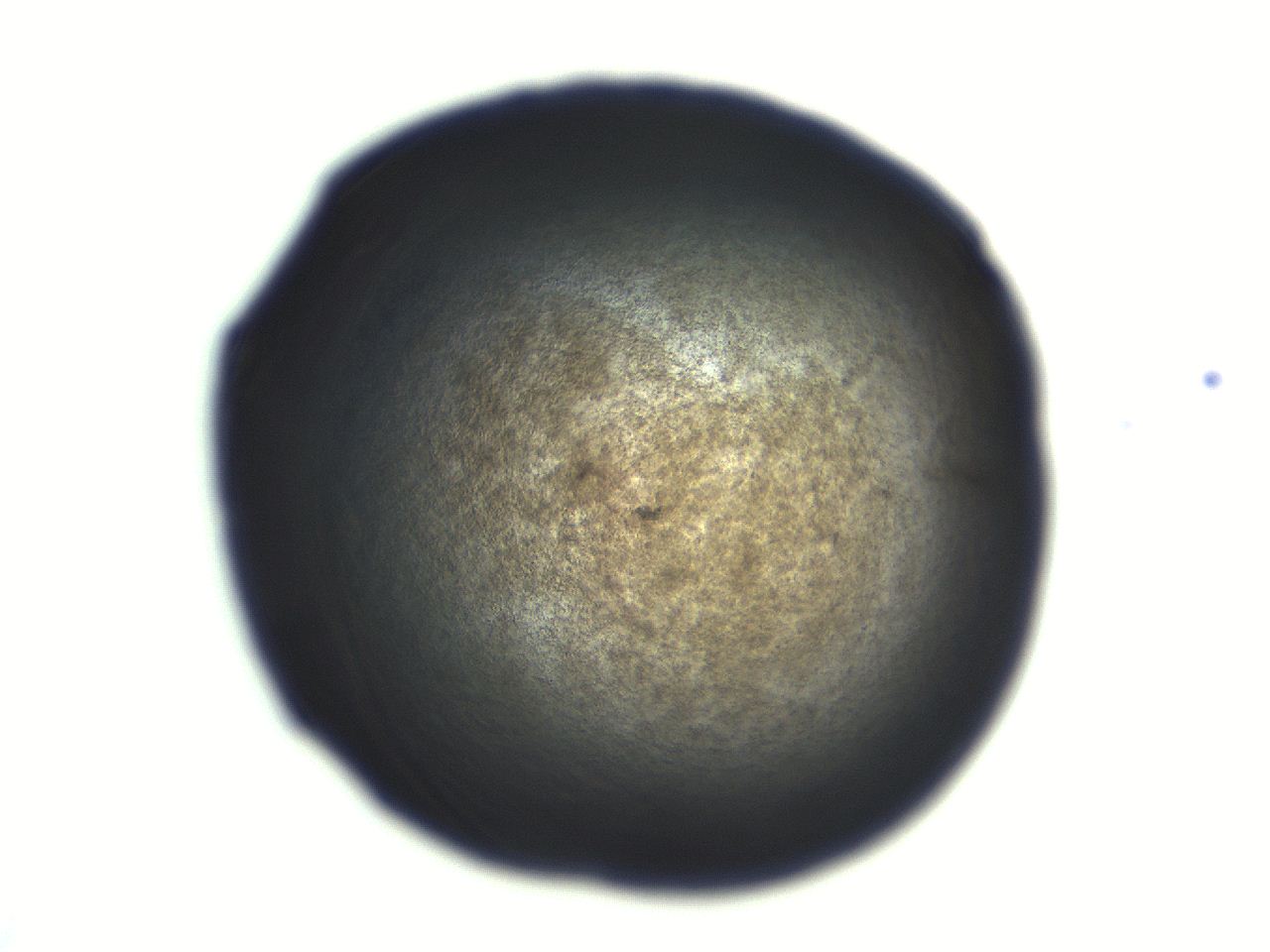 06aq_G11_ImagerDefaults_3.jpg