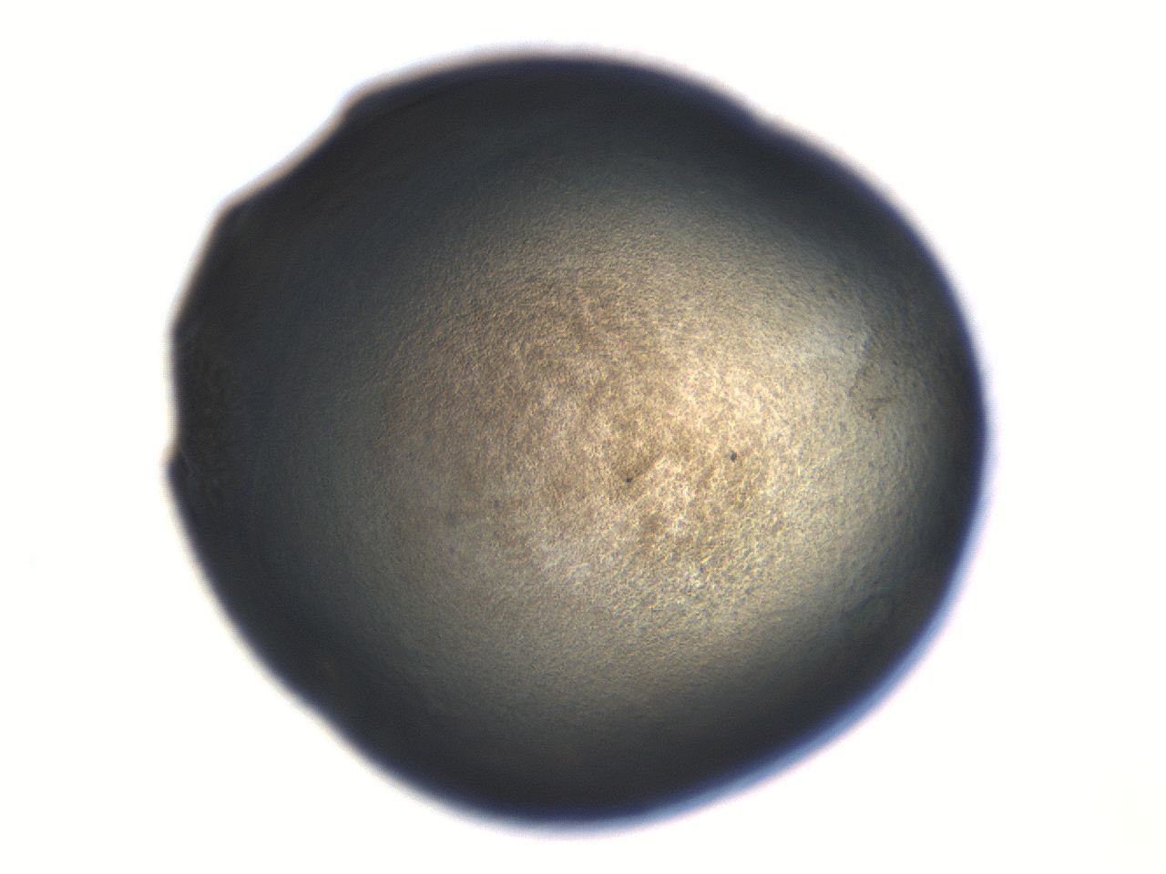 06aq_H8_ImagerDefaults_3.jpg