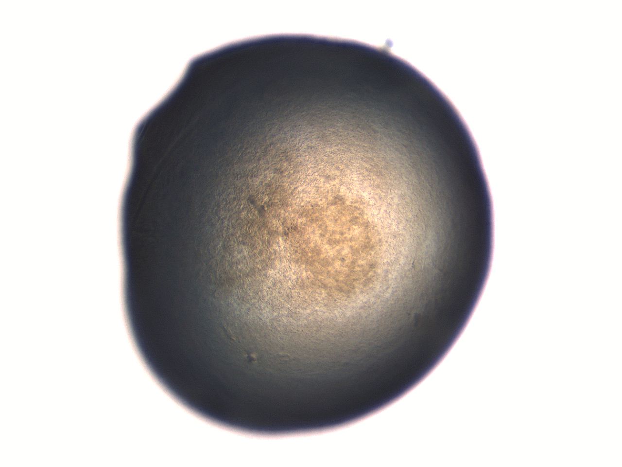 06aq_H10_ImagerDefaults_3.jpg