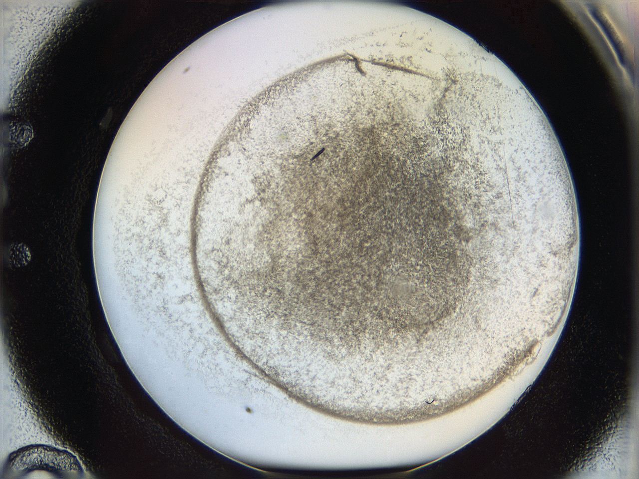 06bn_E10_ImagerDefaults_3.jpg