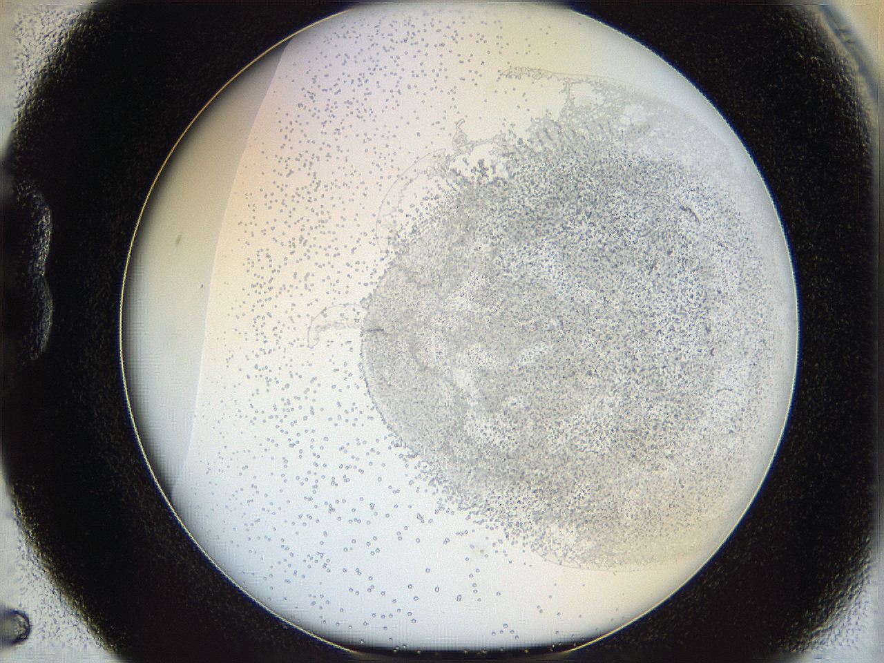 06bo_B5_ImagerDefaults_5.jpg